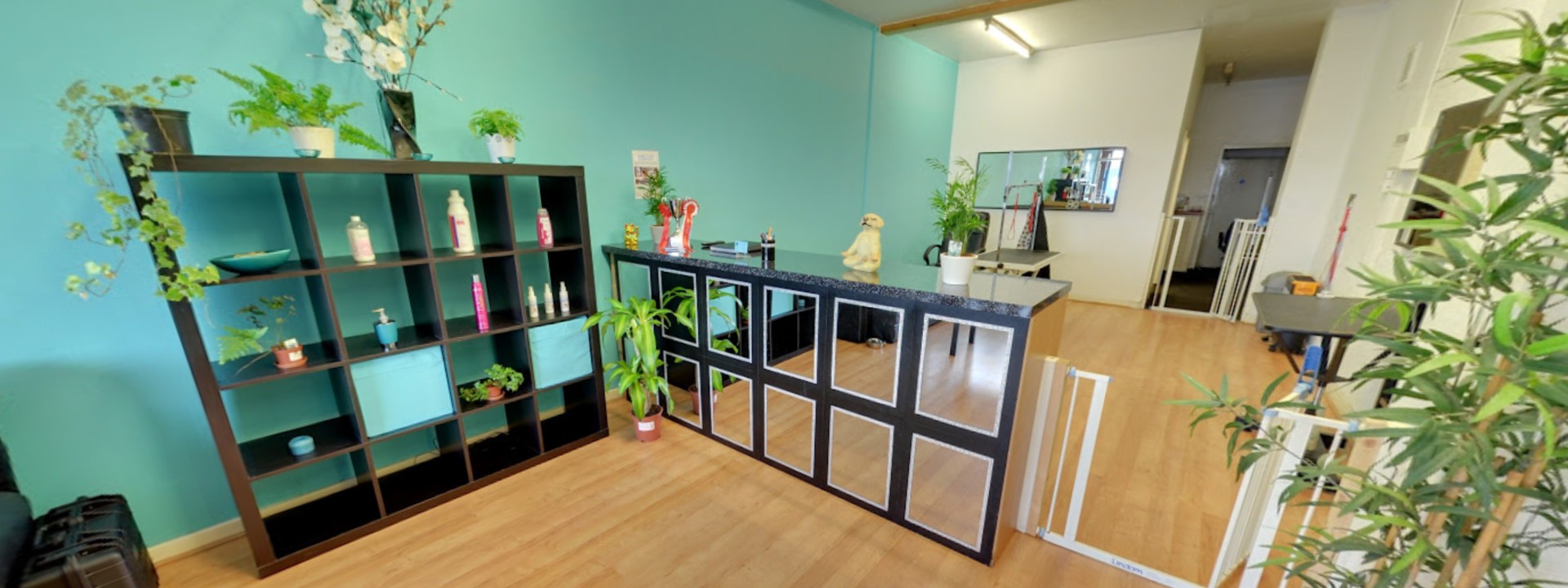 interior of dog grooming salon and spa